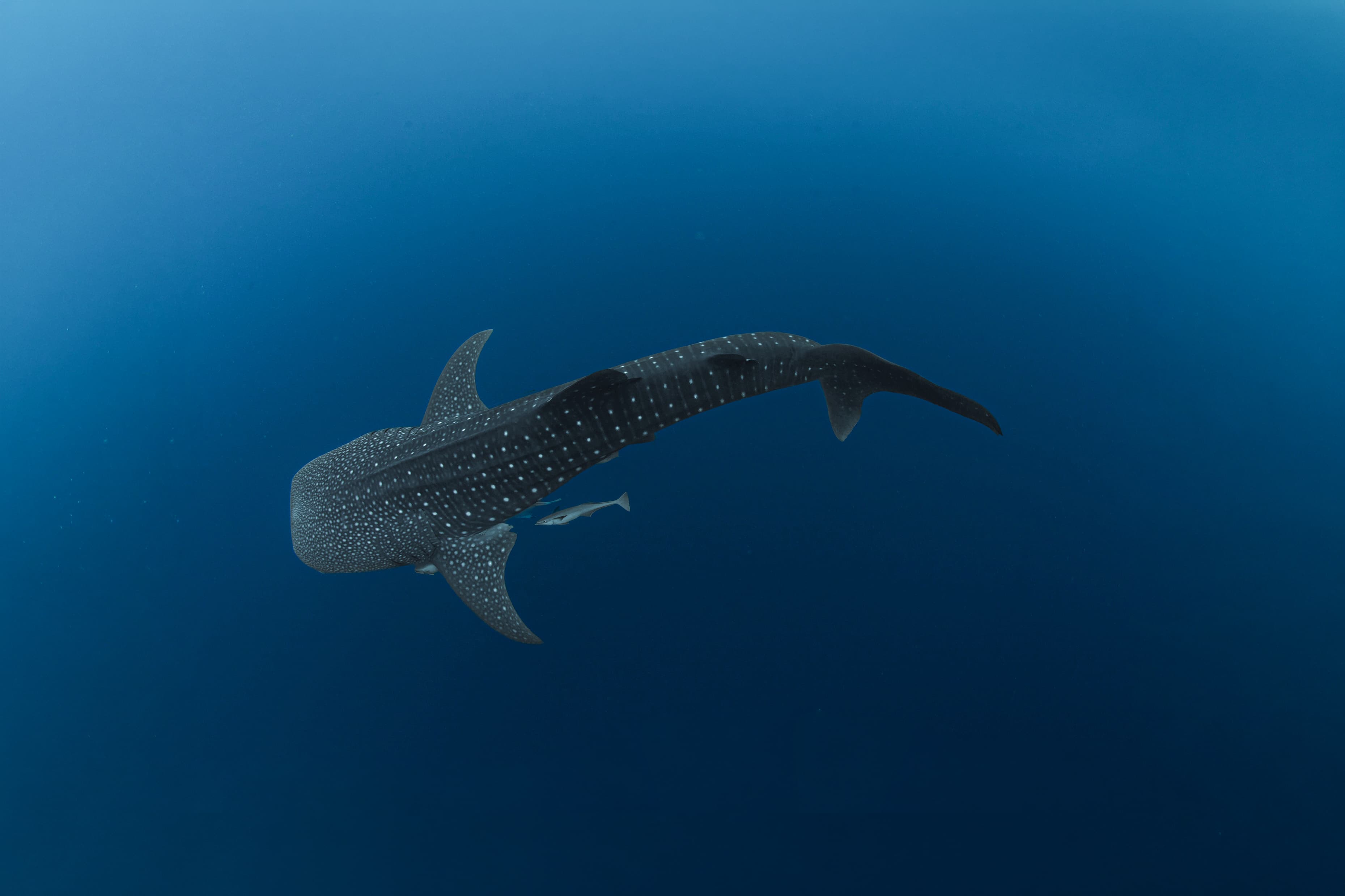 Whale Shark in Maldives Baa Atoll Biosphere